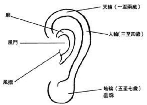 耳朵長相|面相入门